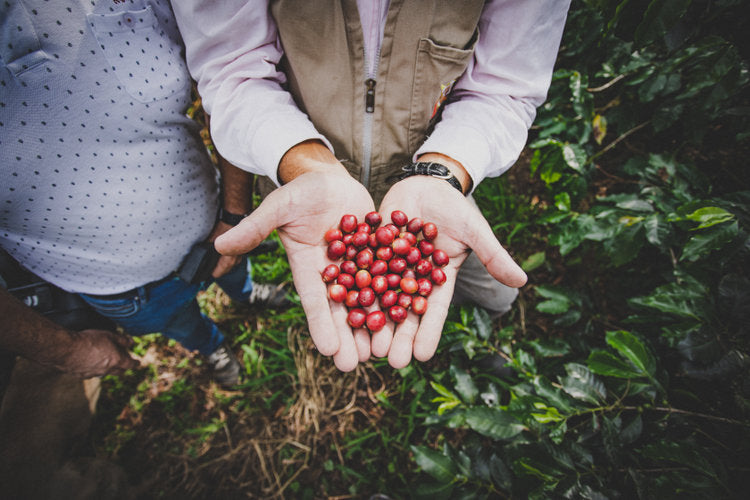Progeny Coffee Farmers