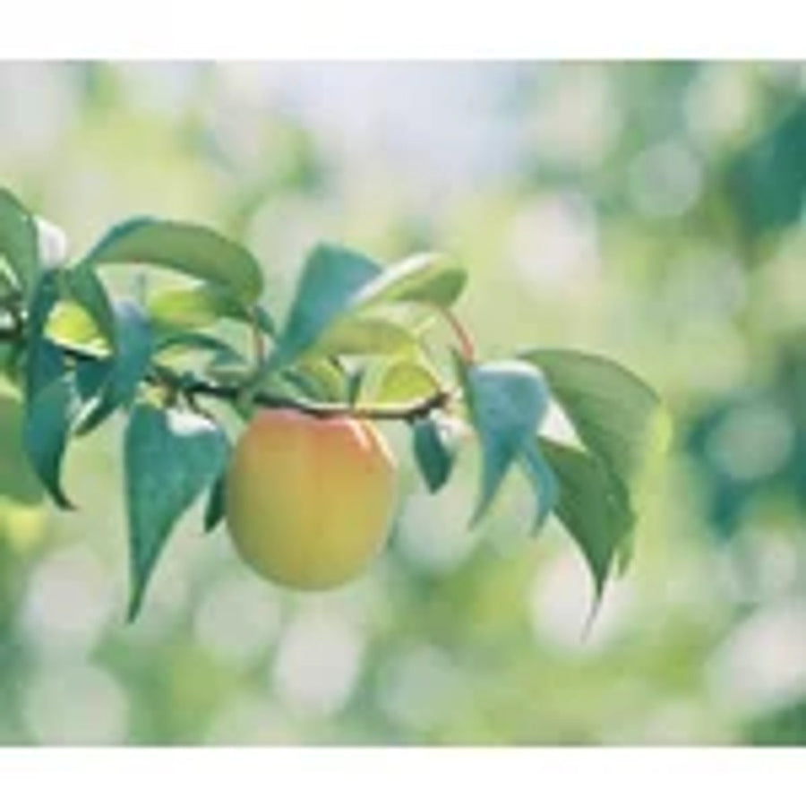 Ume Sparkling Water (Pack)
