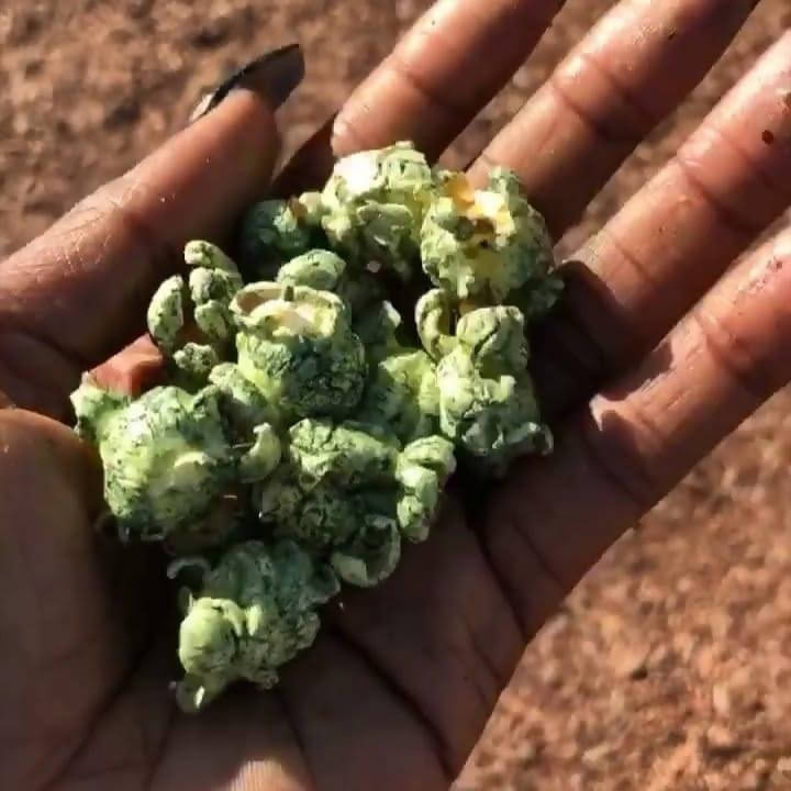 Herbal Green Popcorn (8 oz)